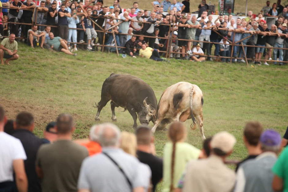 Manjača borba bikova