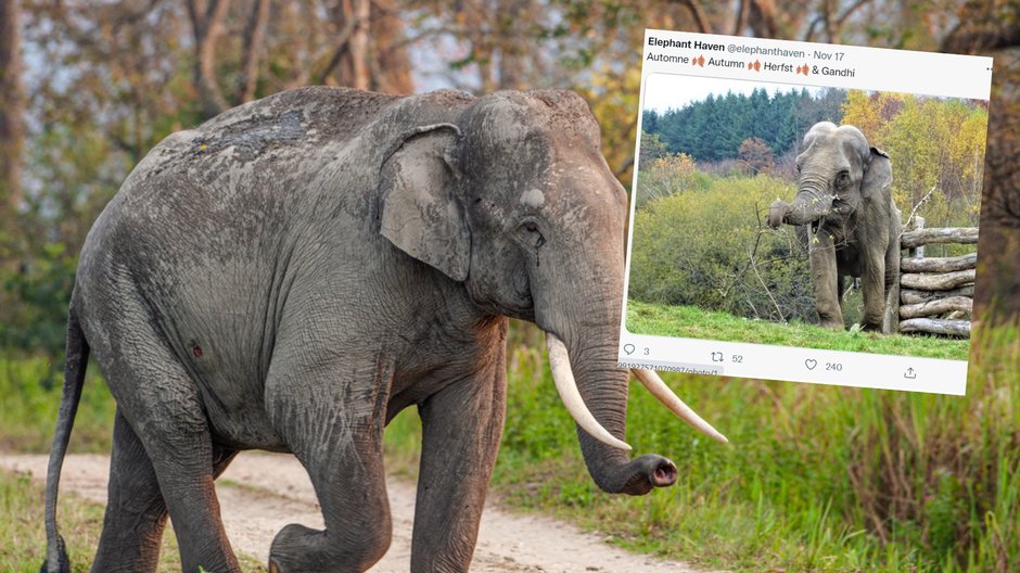 Słonica Gandhi jest pierwszą podopieczną "Elephant Haven"