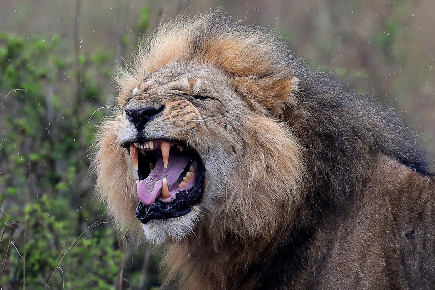 Lavovi na listi ranjivih vrsta