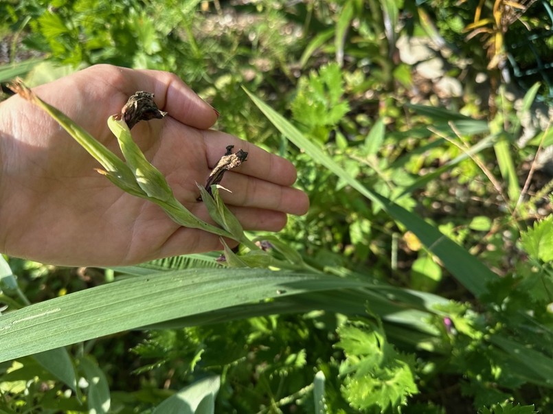 przekwitłe mieczyki czy wykopywać na zimę