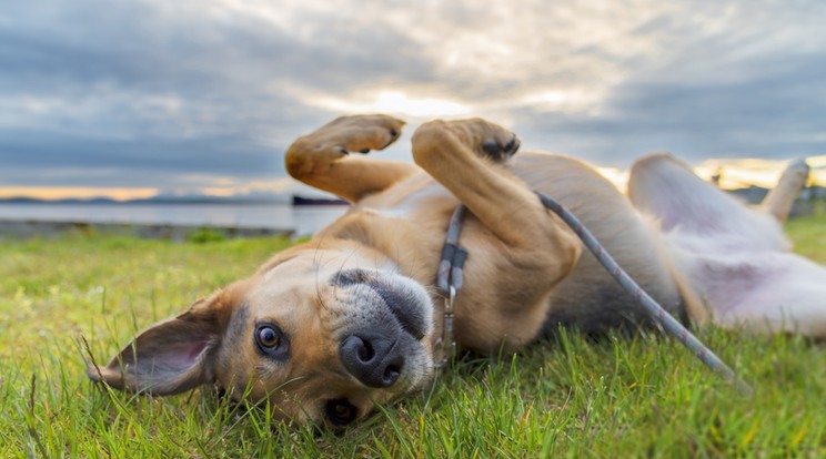 A kutyák séták alkalmával szeretnek fetrengeni a fűben, ahol a kullancsok tanyáznak / Fotó: Shutterstock