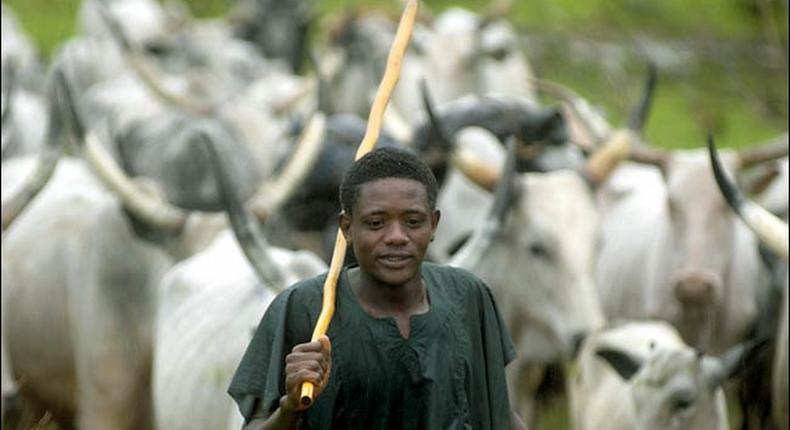 FG sets up farm settlements for herdsmen to curb farmer-herder clashes. 