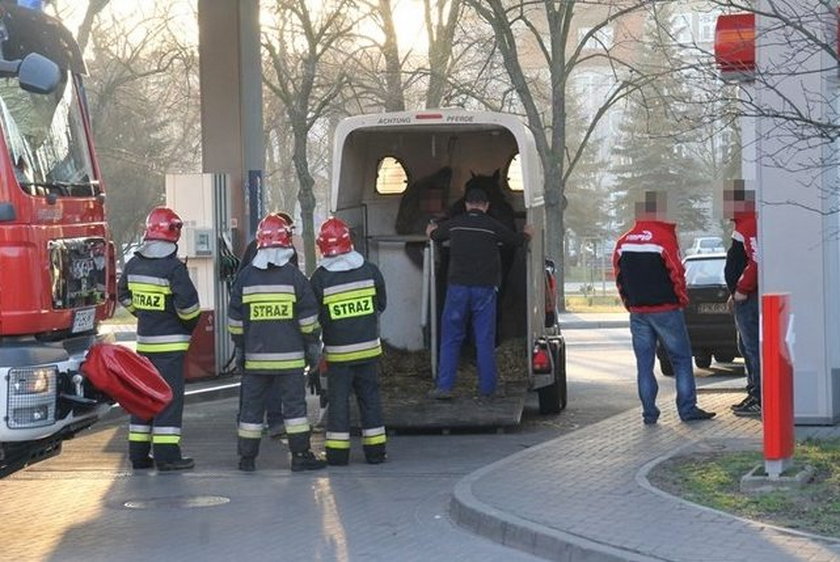 Strażacy uwolnili konia z pułapki