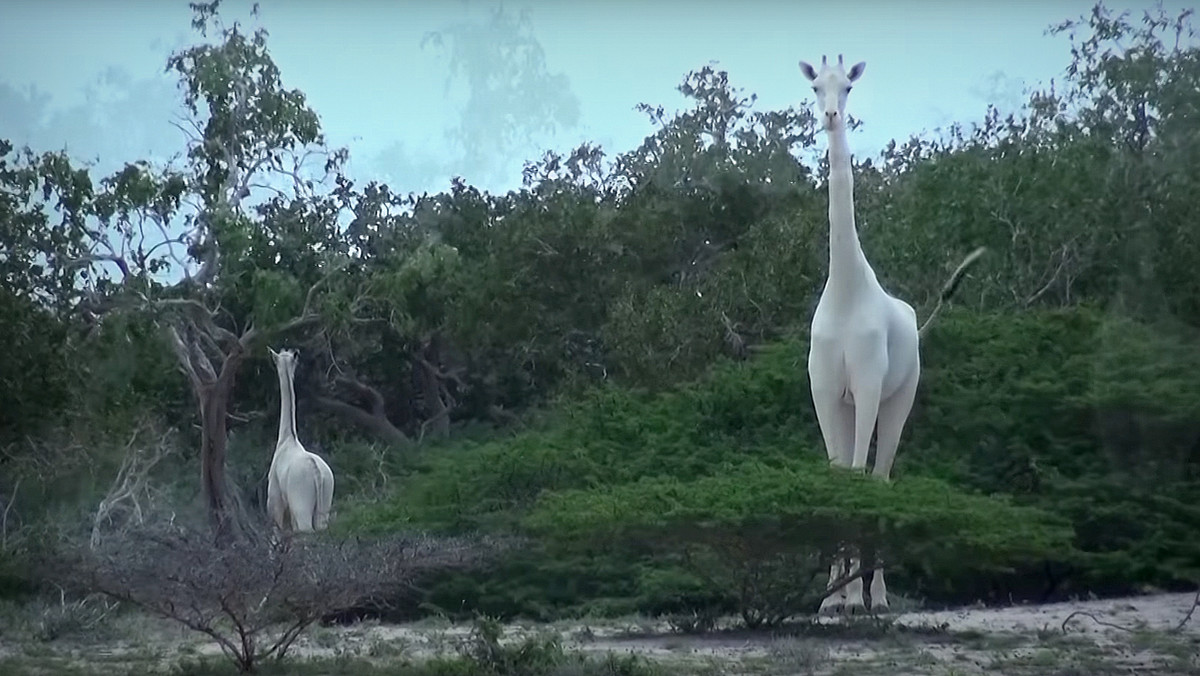 W Afryce spotkać można niezwykle rzadkie i jednocześnie niezwykle piękne zwierzęta - białe żyrafy. Wyglądają one jak baśniowe stwory, jednak szansa zobaczenia ich podczas standardowego safari dla turystów jest, jak prawdopodobieństwo spotkania jednorożca.