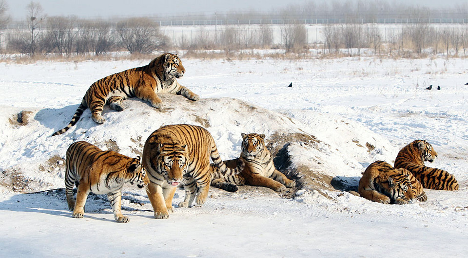 Chiny - tygrysy z Harbin