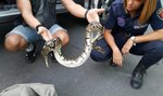 Strażnicy z Animal Patrol wezwani na pocztę do... pytona!