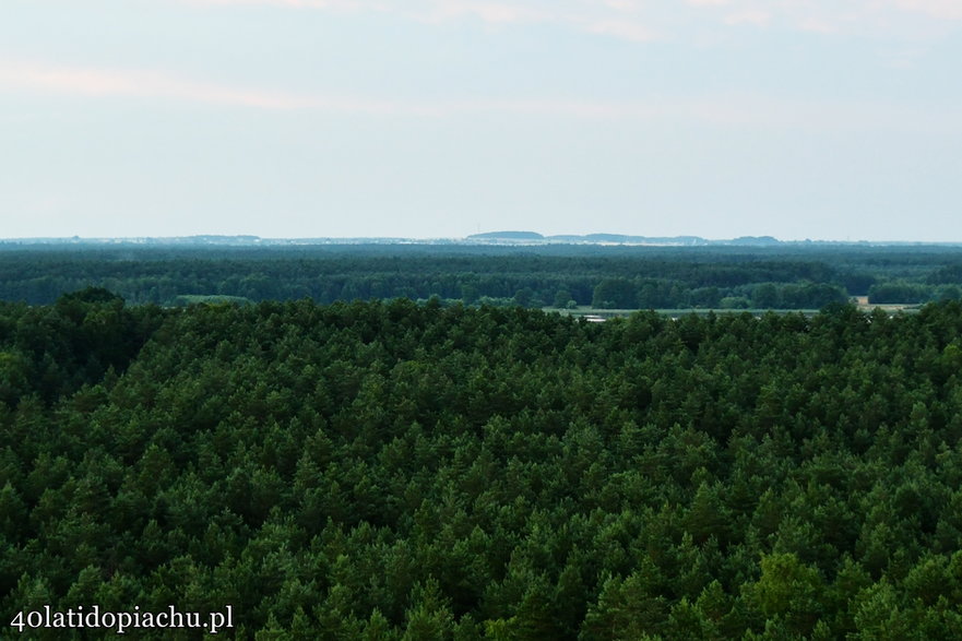 Leśna dostrzegalnia - takich wież w Polsce jest prawie siedemset.