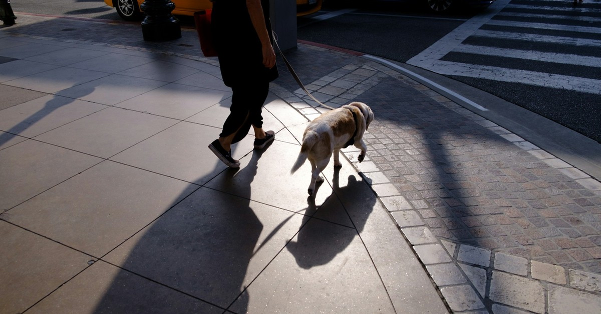 Dostaniesz 700 zł na psa. Rozdaje jedna gmina, ale dotyczy mieszkańców całej Polski