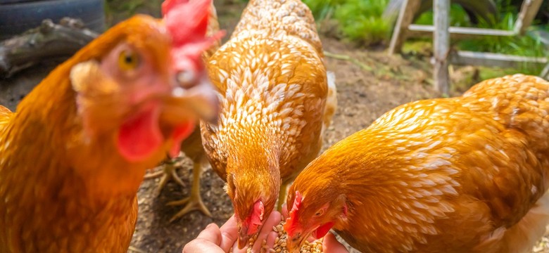 Polskie mięso podbija Malezję i Filipiny. Te produkty na stałe zagoszczą na azjatyckich stołach?