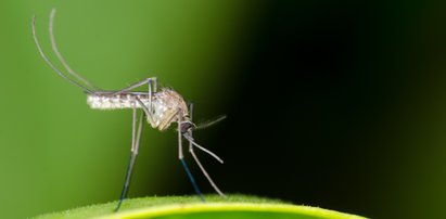 Czy komary będą nas atakować zimą? Ten gatunek jest bardzo wytrzymały na mrozy