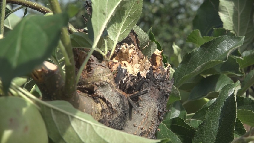 Šteta u voćnjacima, Čačak