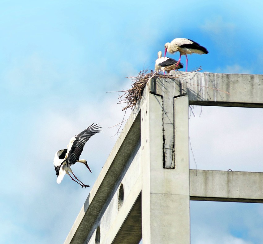 Novi Sad kolonija roda napusteno gradiliste