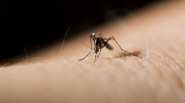 Lassan beindul a szúnyogszezon: erre figyelmeztet a katasztrófavédelem