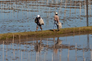 Chiński genetyk wyhodował super ryż: 500 ziaren w kłosie, 140 kwintali z hektara