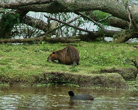 Galeria Argentyna - Delta rzek Parany i Urugwaju, fauna, obrazek 19