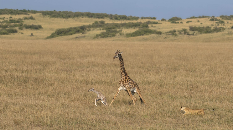 Az egy napos zsiráf bébit nem tudta megmenteni az anyja / Fotó: Northfoto