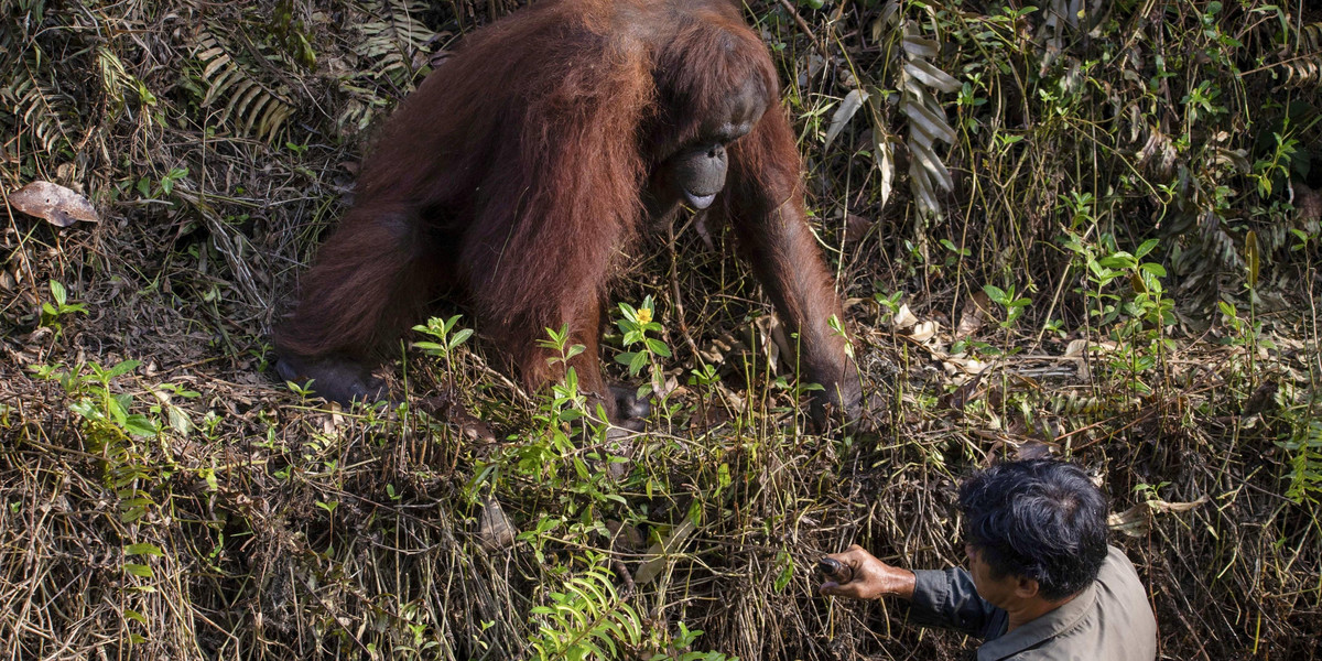 Orangutan