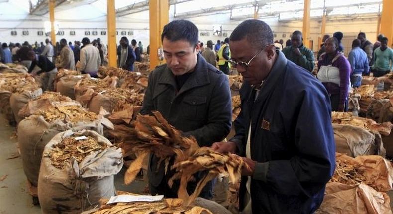 Buyers check the quality of tobacco during the last day of the selling season at Tobacco Sales Floor (TSF) in Harare, July 15, 2015. REUTERS/Philimon Bulawayo