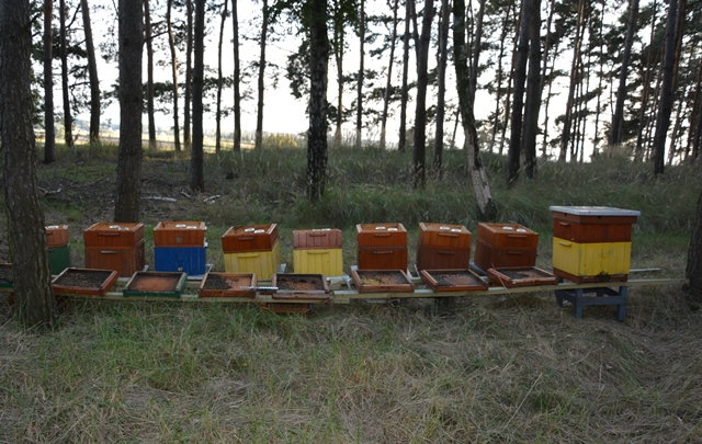 Z niewyjaśnionych przyczyn otruli 420 tys. pszczół. Sprawca nie przyznaje się do winy