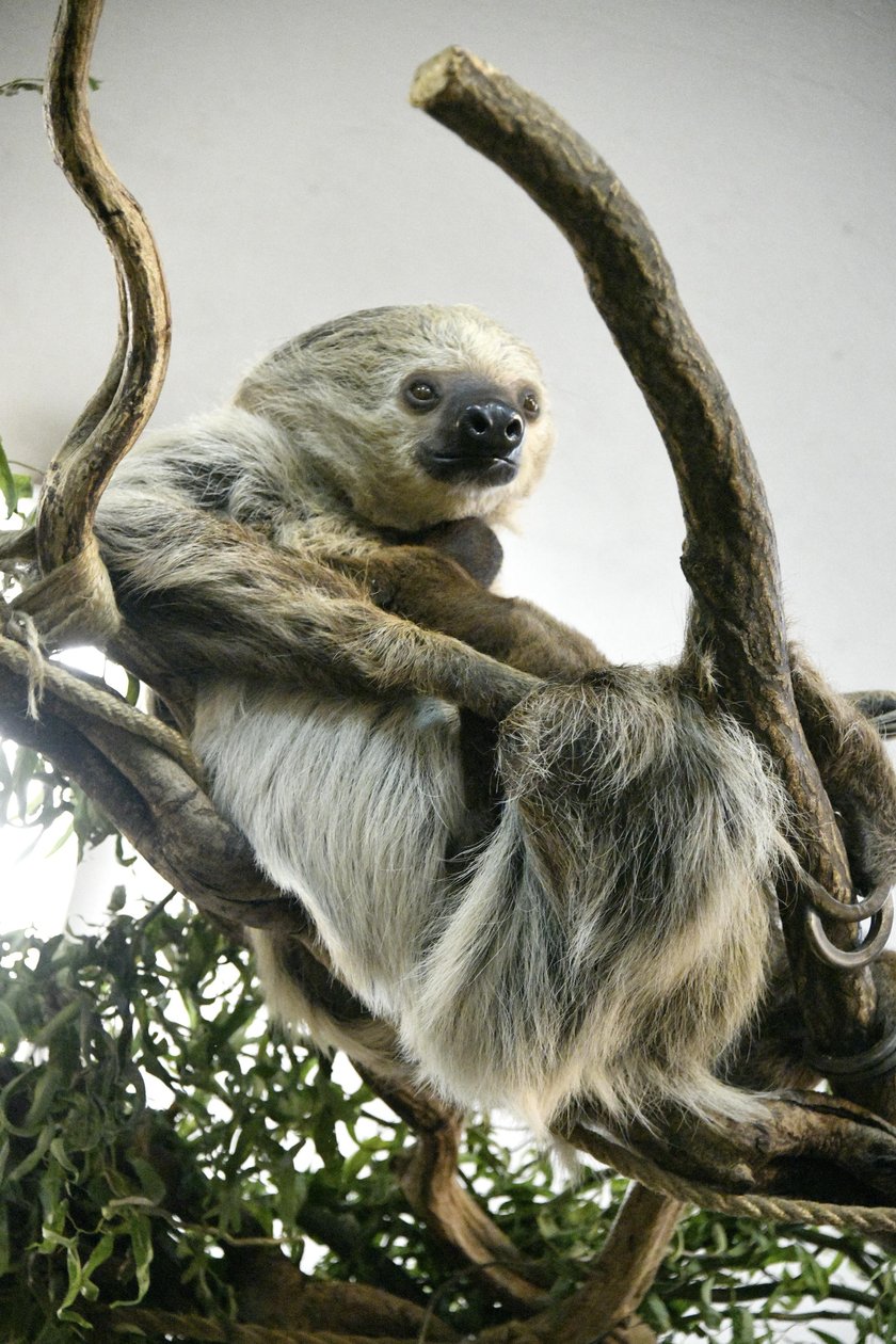 Można odwiedzić wrocławskie zoo