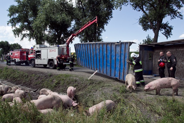 Tir przewożący ok. 200 świń wpadł do rowu na drodze wojewódzkiej nr 364 (Legnica-Złotoryja)