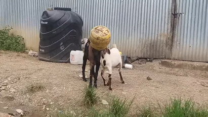Ez aztán a WTF?: Egy műanyag kannába szorult be két kecske feje - bizarr videó