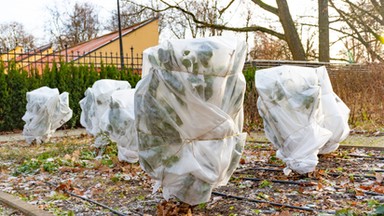 Przymrozki zadały cios sadownikom. Straty sięgają od 80 do 100 proc.