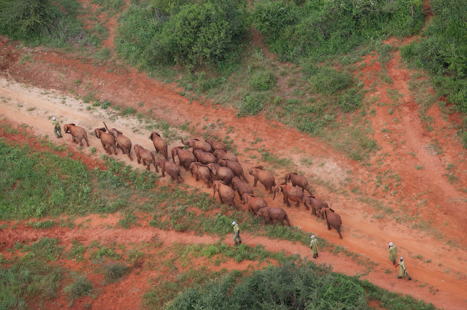 Ithumba orphans and Keepers head home