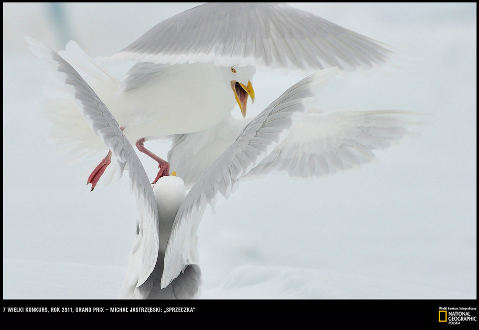 The best of Wielki Konkurs Fotograficzny National Geographic