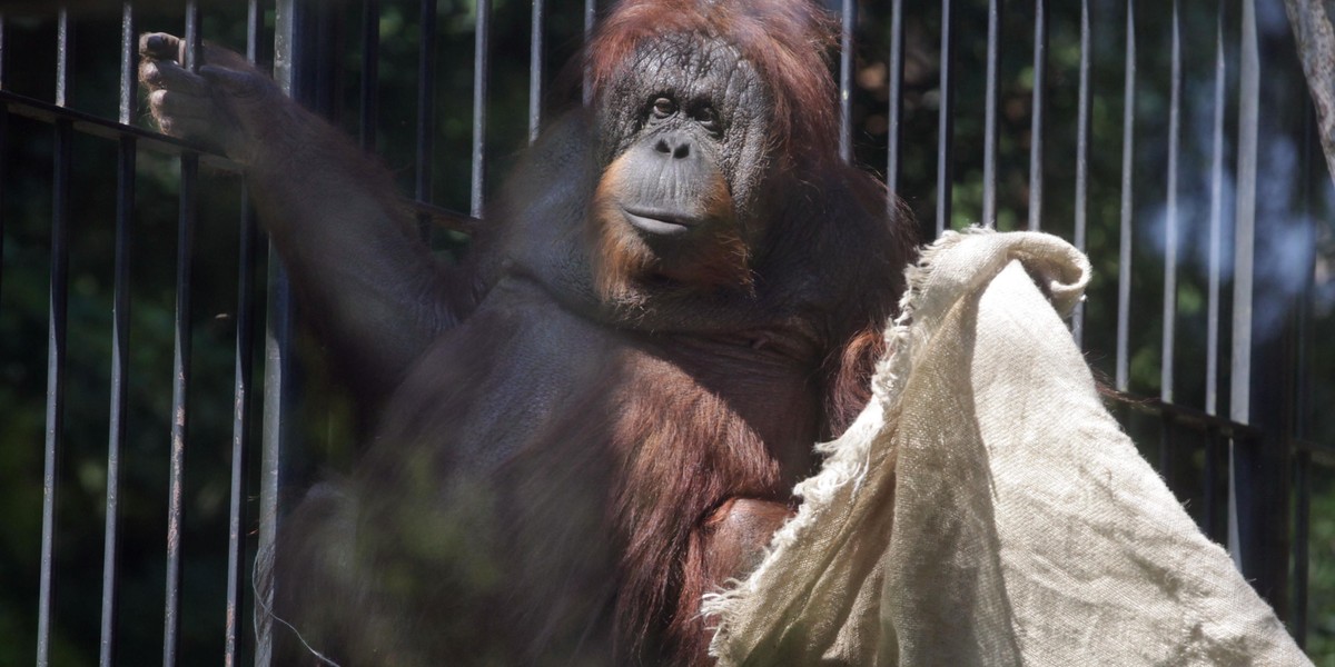 Orangutanica Raja namalowała obraz dla WOŚP