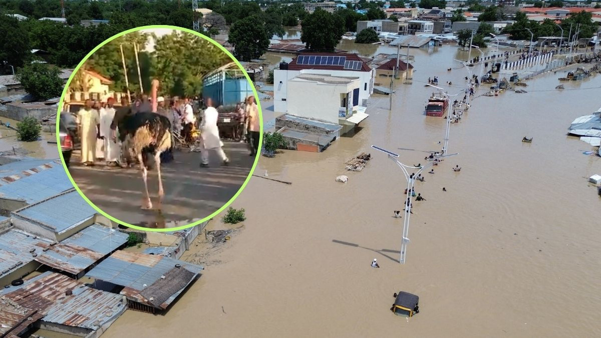 Z zoo uciekły "śmiertelnie niebezpieczne zwierzęta". Większość zginęła