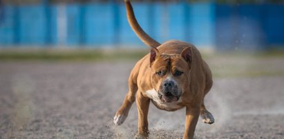 Dramat w Pruszkowie. Amstaff rzucił się na kilkuletnie dziewczynki