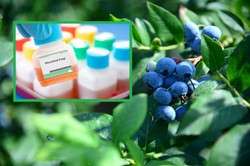 Borówka amerykańska: Zastosuj tę szczepionkę przed zimą, a za rok owoce będą większe