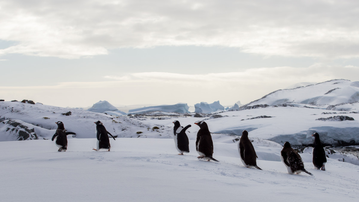 Zagłada Antarktydy? Nie ma lodu i giną tysiące pingwinów. "Jestem zszokowany"