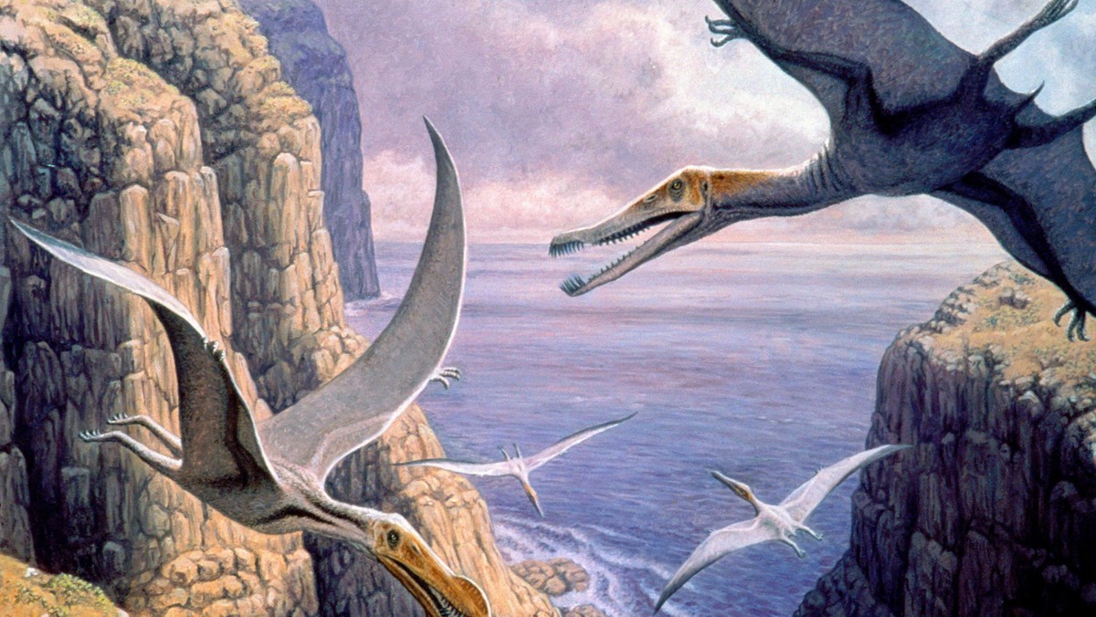 Flying pterosaurs