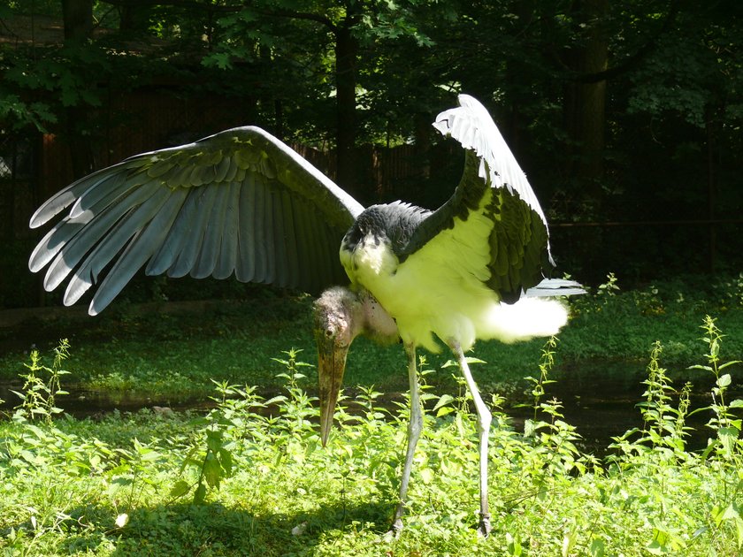 Romantyczna historia marabutów z ZOO w Poznaniu