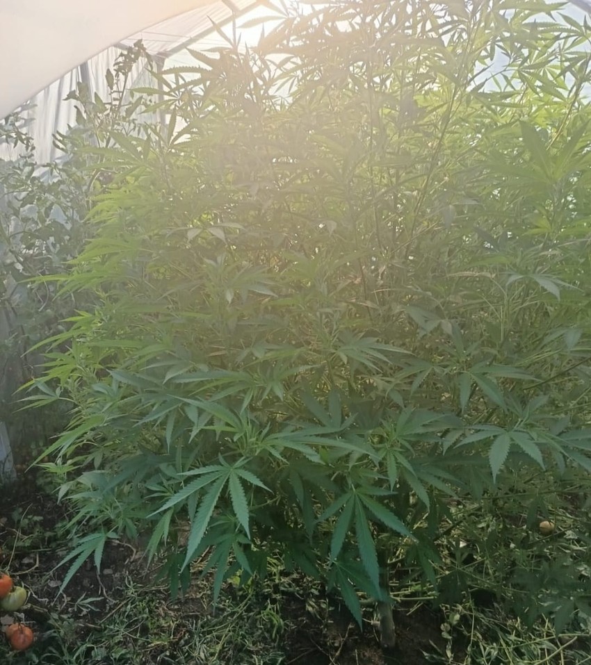 Plantaža marihuane u Nikšiću