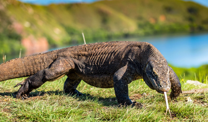 Przywitaj Bali i Komodo waran