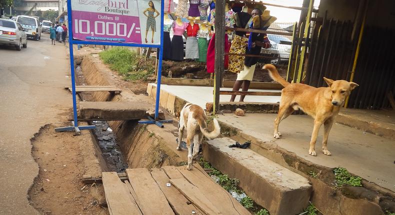 Dogs loitering on the streets of Kampala. Wakiso Town Council has issued a statement saying all stray dogs and cats are going to killed. (Global Press Journal image)