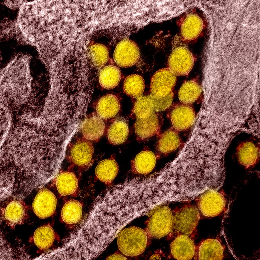 Korona virus