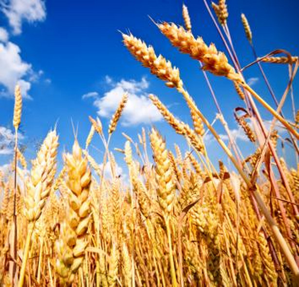 GUS szacuje zbiory zbóż podstawowych z mieszankami na 24,3 mln ton