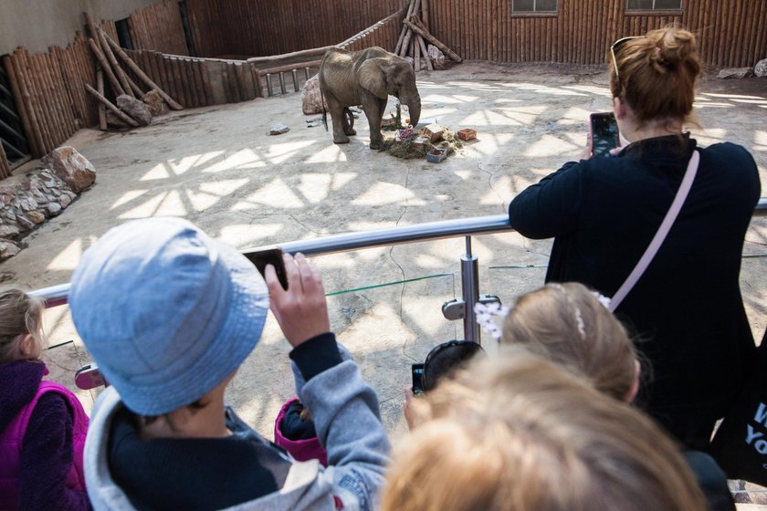 Dzięki robotowi chore dzieci oglądają zwierzęta w zoo