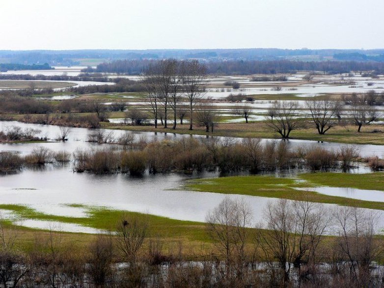 Rozlana Narew w rejonie Strękowej Góry (fot Wojsyl, opublikowano na licencji Creative Commons Uznanie autorstwa – Na tych samych warunkach 3.0)