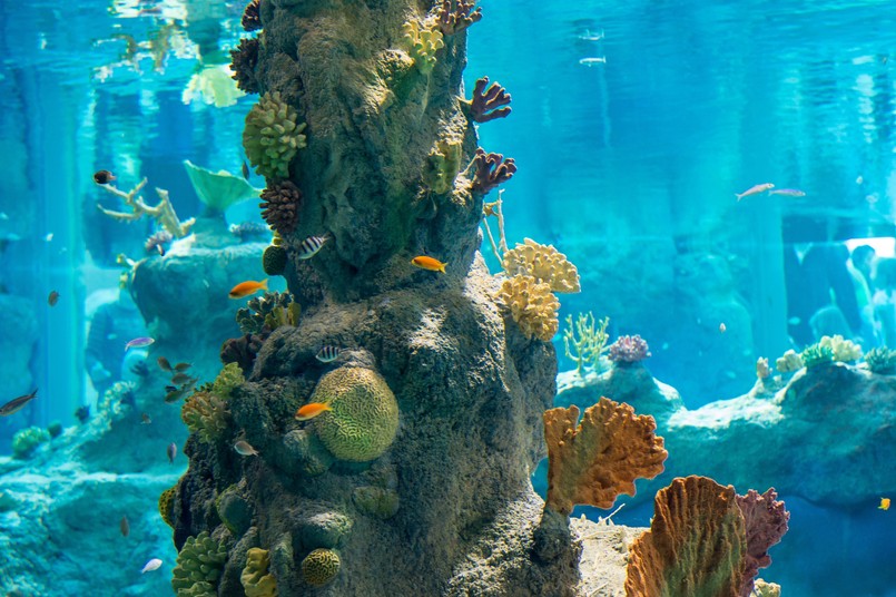 Afrykarium to unikatowe na skalę światową oceanarium. Kompleks przedstawia różne ekosystemy związane ze środowiskiem wodnym Czarnego Kontynentu. Liczne akwaria, zbiorniki wodne oraz baseny prezentują m.in. rafę koralową Morza Śródziemnego, hipopotamy, ryby słodkowodne jezior Malawi i Tanganiki. Głębiny Kanału Mozambickiego, gdzie występują rekiny, płaszczki i inne duże ryby pelagiczne można podziwiać z podwodnego, akrylowego tunelu o długości około 18 m. Kolejna poświęcona jest Wybrzeżu Szkieletów w Namibii, gdzie prezentowane będą pingwiny oraz kotiki afrykańskie. W dżungli otaczającej rzekę Kongo mieszkają krokodyle i manaty - niezwykłe, roślinożerne ssaki zwane także syrenami.