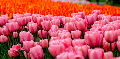 70 tysięcy tulipanów kwitnie w Łodzi!