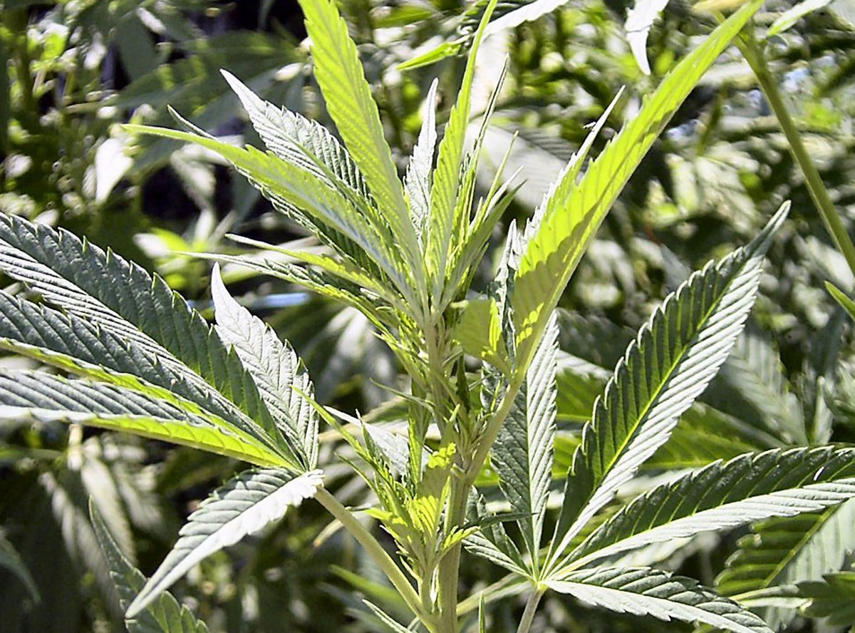 "Marihuana w Polsce powinna być legalna"