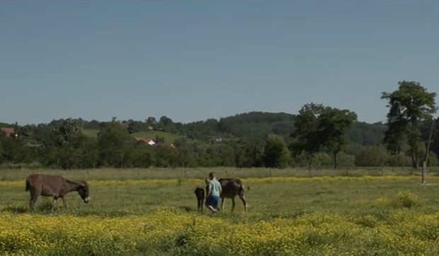 Farma magaraca