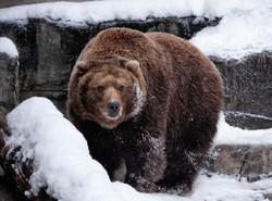 Niedźwiedź nadal biega po Przemyślu