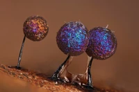 Wyglądają, jakby wyrosły na odległej planecie. A można je spotkać w każdym lesie