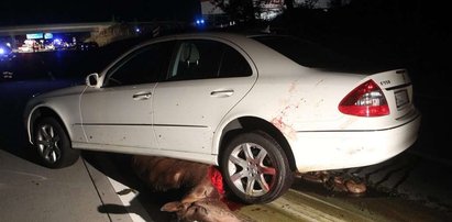 Końska jatka na autostradzie. Mocne zdjęcia